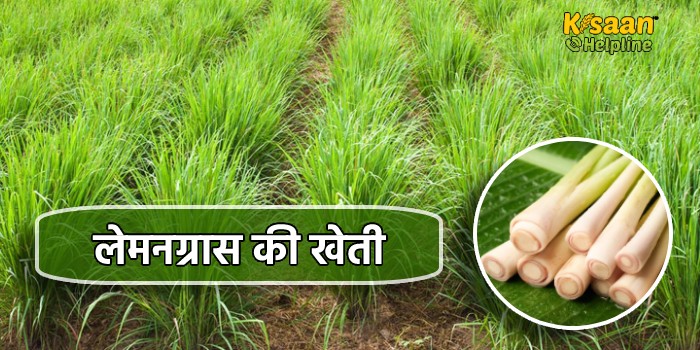 लेमनग्रास की खेती : एक बार लगाएं और बार बार कमाएं, कम लागत में अधिक मुनाफे वाली खेती